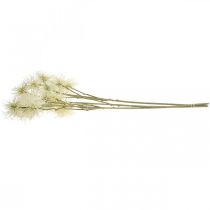 Artikel Xanthium kunstig blomstercreme efterårsdekoration 6 blomster 80cm 3stk