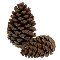 Artikel Kogler Pinus Maritima 10cm - 15cm Natur 3 stk