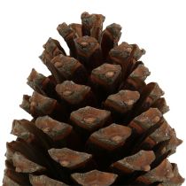 Artikel Pinus Maritima kogler 10cm - 15cm naturlige 3 stk.