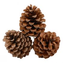 Artikel Kogler Maritima Maritime Fyr Naturlig 5-10cm på pinden 50 stk