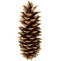 Artikel Sukkerkogler naturlige 20-25 cm