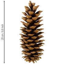 Artikel Sukkerkogler naturlige 20-25 cm