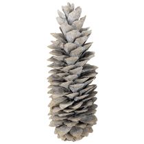 Artikel Sukkerkogler hvidkalkede 20 cm - 30 cm
