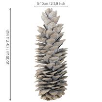 Artikel Sukkerkogler hvidkalkede 20 cm - 30 cm