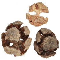 Artikel Cypreskegler dekorative naturlige cypreskegler 2-4cm 250g