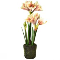 Artikel Amaryllis i en moskugle kunstig med lyserøde-gule mønstrede blomster - 45 cm - Eksotisk og stilfuld dekoration