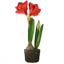 Artikel Amaryllis i kunstige moskugler - lyse røde blomster, 49 cm - elegant og naturlig rumdekoration