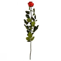 Artikel Infinity Rose med blade bevaret Amorosa Rød L54cm
