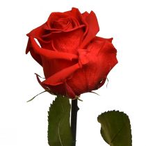 Artikel Infinity Rose med blade bevaret Amorosa Rød L54cm