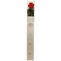 Artikel Infinity Rose med blade bevaret Amorosa Rød L54cm