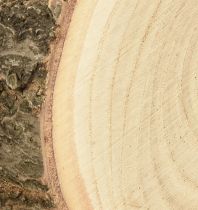 Artikel Træskive Paulownia blåklokketræ natur Ø12-14cm 6 stk