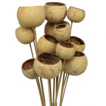 Artikel Bell Cup Mix på pind Natural Exotics 15 stk