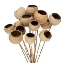 Artikel Bell Cup Mix på stilk, naturlige eksotiske sorter, 15 stk.