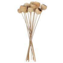 Artikel Bell Cup Mix på stilk, naturlige eksotiske sorter, 15 stk.