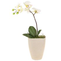Artikel Orkidé urtepotte plastik beige meleret 13,5x13cm H16,5cm 4stk