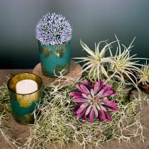 Rod med tillandsia til at hænge 26 cm