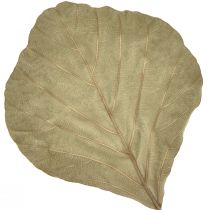 Artikel Cobra blade tørret grøn natur 15cm–17cm 50 stk