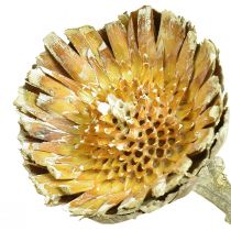 Artikel Compacta Rosette Proteen Grøn Frosted Ø4-5,5cm 20 stk