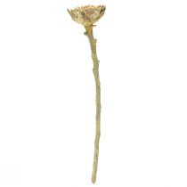 Artikel Compacta Rosette Proteen Grøn Frosted Ø4-5,5cm 20 stk
