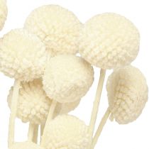 Artikel Craspedia tørrede trommestikker creme 45-55cm 20 stk