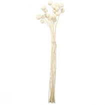 Artikel Craspedia tørrede trommestikker creme 45-55cm 20 stk
