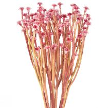 Artikel Karryurt Immortelle Artificial Pink L28cm 12 stk 1 bundt