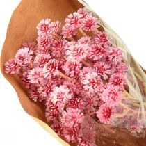 Artikel Karryurt Immortelle Artificial Pink L28cm 12 stk 1 bundt