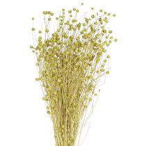 Artikel Deco Hør Tørrede Tørrede Blomster Olivengrøn 50g