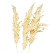 Artikel Dekorativ pampas græscreme tørt græs bleget 95cm 3 stk