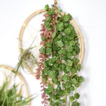 Artikel Echeveria kunstige hængeplanter i grøn B12cm L50cm