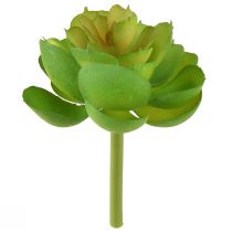 Artikel Echeveria Kunstige Sukkulenter Grøn Ø7cm 6 stk