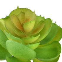 Artikel Echeveria Kunstige Sukkulenter Grøn Ø7cm 6 stk