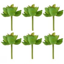 Artikel Echeveria Kunstige Sukkulenter Grøn Ø7cm 6 stk