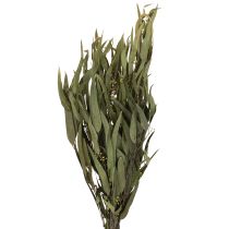 Artikel Eucalyptus Konserverede Grene Blade Grøn Oval 150g