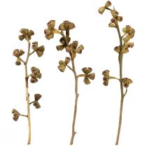Artikel Eukalyptus grene naturlige dekorative eksotiske eukalyptus 20-30cm 25 stk.
