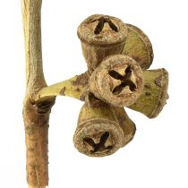 Artikel Eukalyptus grene naturlige dekorative eksotiske eukalyptus 20-30cm 25 stk.