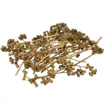 Artikel Eukalyptus grene naturlige dekorative eksotiske eukalyptus 20-30cm 25 stk.