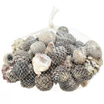 Artikel Eksotiske kogler Leucodendron hvidvasket 3-4cm 450g