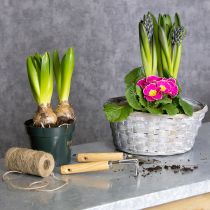 Artikel Flettet kurv som stilfuld blomsterdekoration i opholdsstuen. Påskekurv, 23 cm, 6 stk.