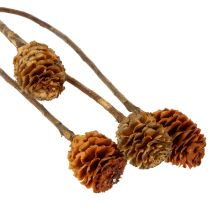 Artikel Glabrum Leucospermum tørrede blomster 25-40 cm 25 stk