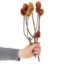 Artikel Glabrum Leucospermum tørrede blomster 25-40 cm 25 stk