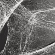 Artikel Halloween dekoration edderkoppespind 70×100 cm 150 g