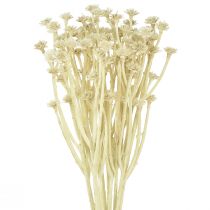 Artikel Kunstig karryurt hvid beige L28cm 12 stk 1 bundt