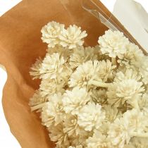Artikel Kunstig karryurt hvid beige L28cm 12 stk 1 bundt