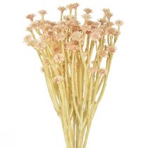 Artikel Italienske stråblomst kunstige blomster Pink L28cm
