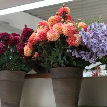 Artikel Kunstige georginer i ferskenrosa Ø10cm L80cm 2 stk.