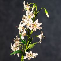 Artikel Kunstig lilje som blomsterstilk til elegant og vedligeholdelsesfri dekoration, 82 cm, 2 stk.