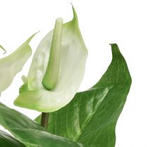 Artikel Kunstige blomster, flamingoblomst, kunstig anthurium hvid 36cm
