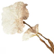 Artikel Kunstig Autumn Heuchera Branch Kunstig Brun Creme L85cm