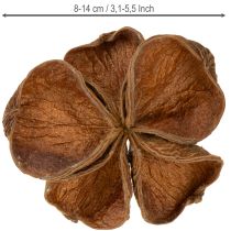 Artikel Landlotus Natur 50 stk.